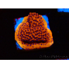 WYSIWYG RAH Montipora Mystic Sunset