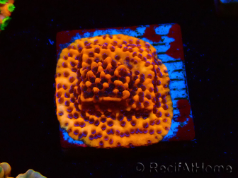 WYSIWYG RAH Montipora Mystic Sunset