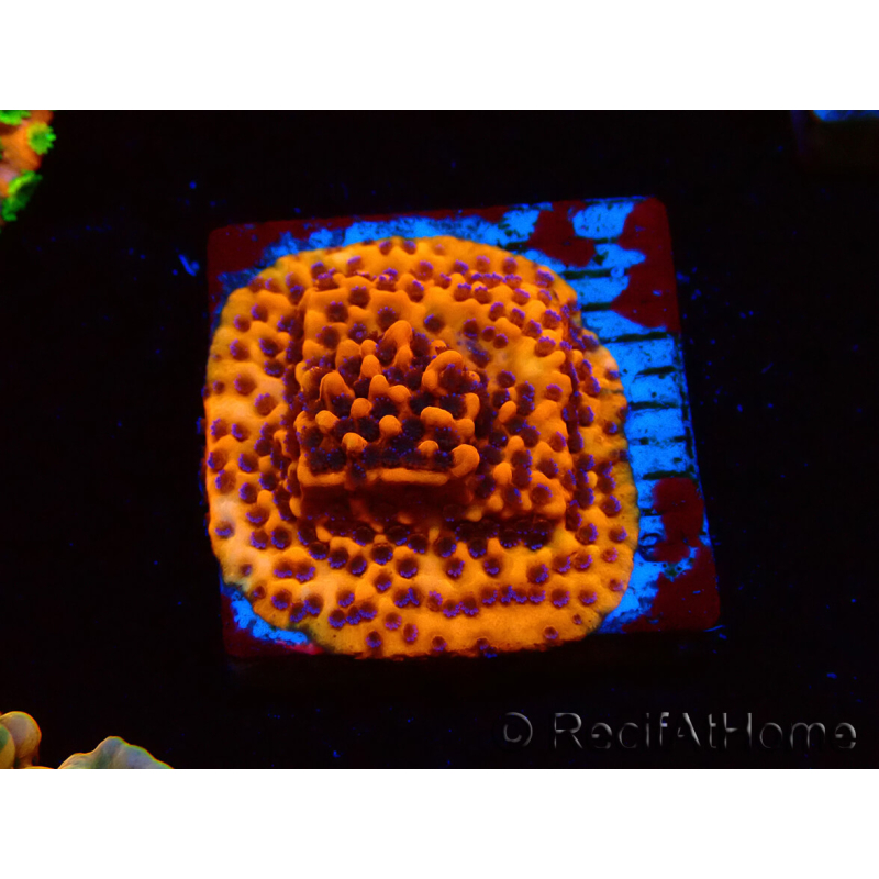 WYSIWYG RAH Montipora Mystic Sunset 11G6