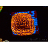 WYSIWYG RAH Montipora Mystic Sunset 11G6