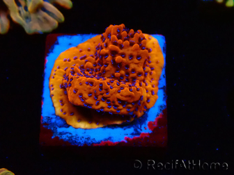 WYSIWYG RAH Montipora Mystic Sunset 11G7