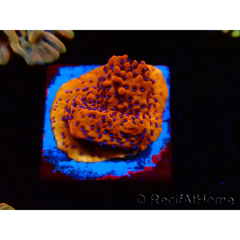 WYSIWYG RAH Montipora Mystic Sunset 11G7