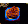 WYSIWYG RAH Montipora Mystic Sunset