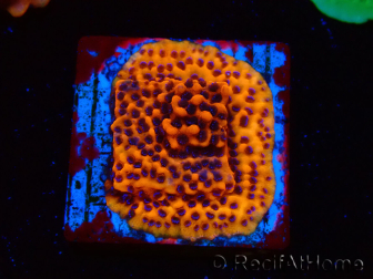 WYSIWYG RAH Montipora Mystic Sunset 11G8
