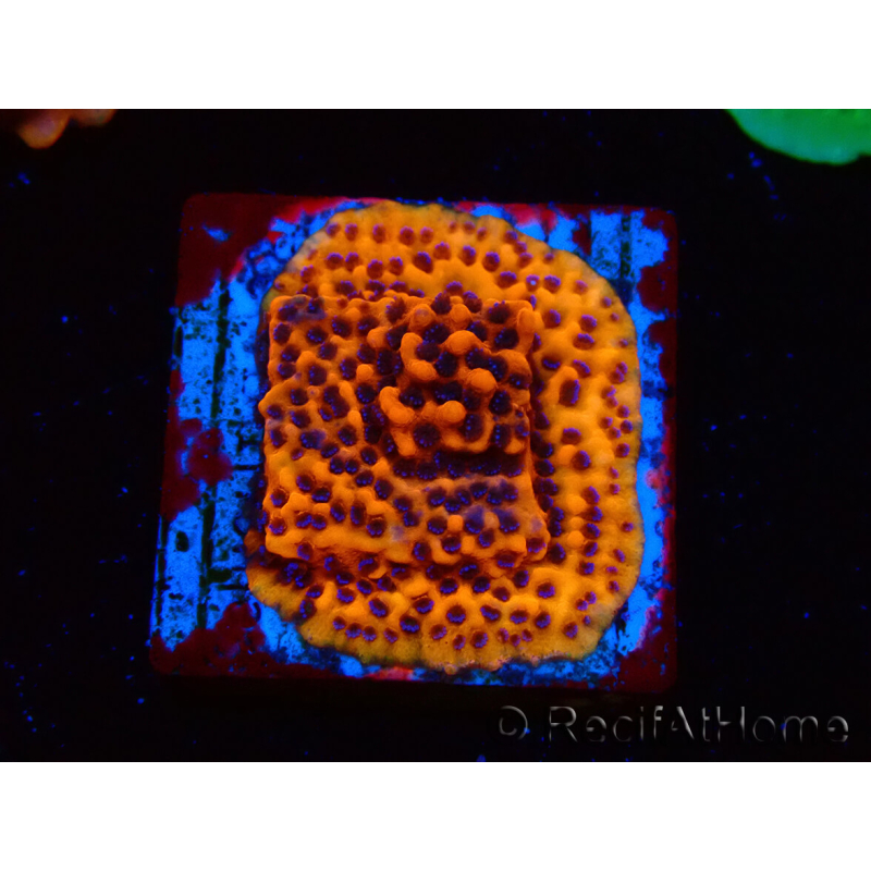 WYSIWYG RAH Montipora Mystic Sunset 11G8