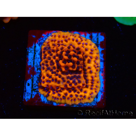 WYSIWYG RAH Montipora Mystic Sunset