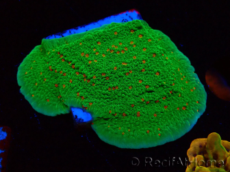 WYSIWYG Montipora Season Greetings 11J1