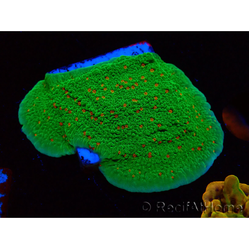 WYSIWYG Montipora Season Greetings