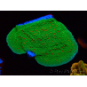 WYSIWYG Montipora Season Greetings