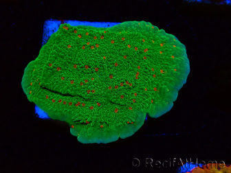 WYSIWYG Montipora Season Greetings 11J2