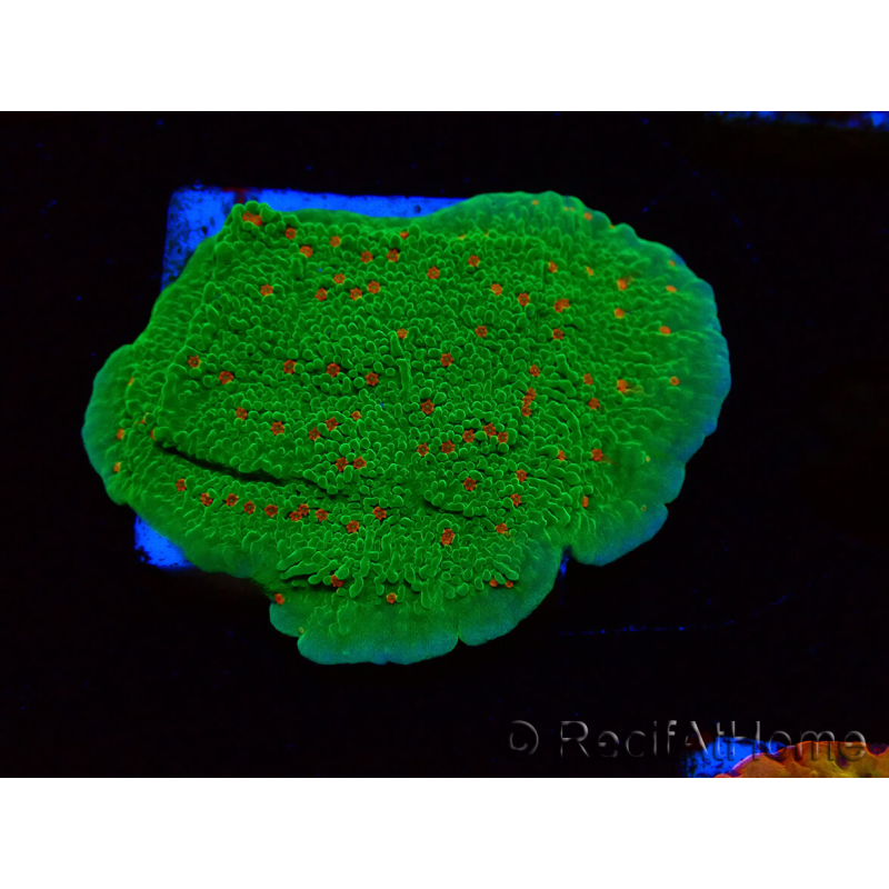 WYSIWYG Montipora Season Greetings