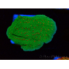 WYSIWYG Montipora Season Greetings