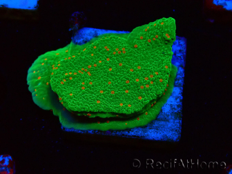 WYSIWYG Montipora Season Greetings 11J3