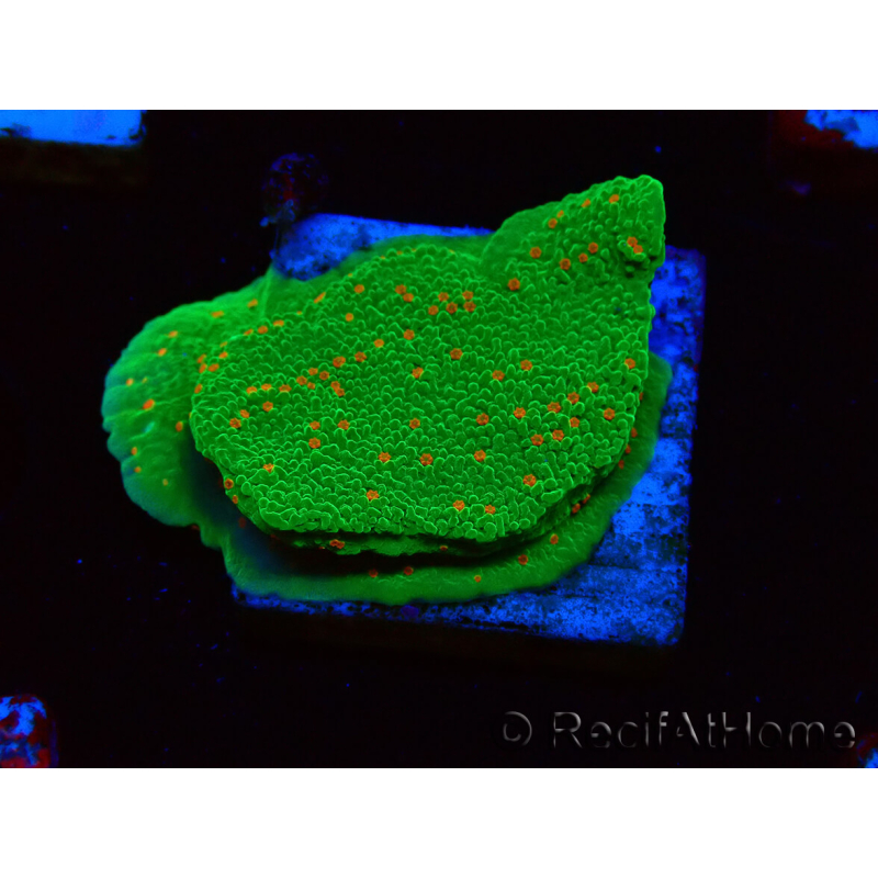 WYSIWYG Montipora Season Greetings 11J3