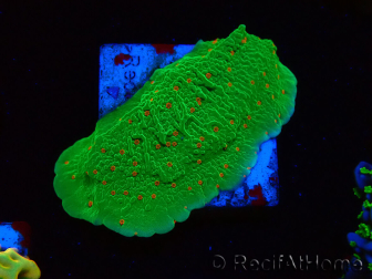WYSIWYG Montipora Season Greetings 11J4