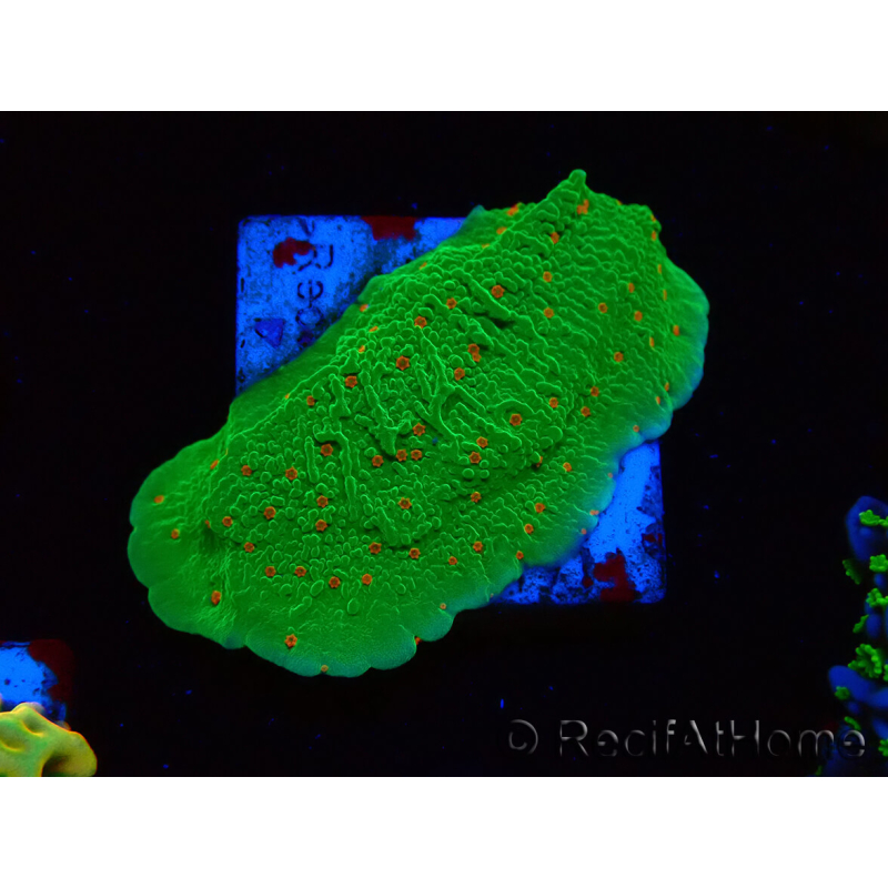 WYSIWYG Montipora Season Greetings 11J4