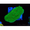 WYSIWYG Montipora Saludos de Temporada