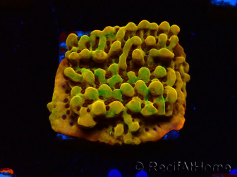 WYSIWYG RAH Montipora Passion Fruit