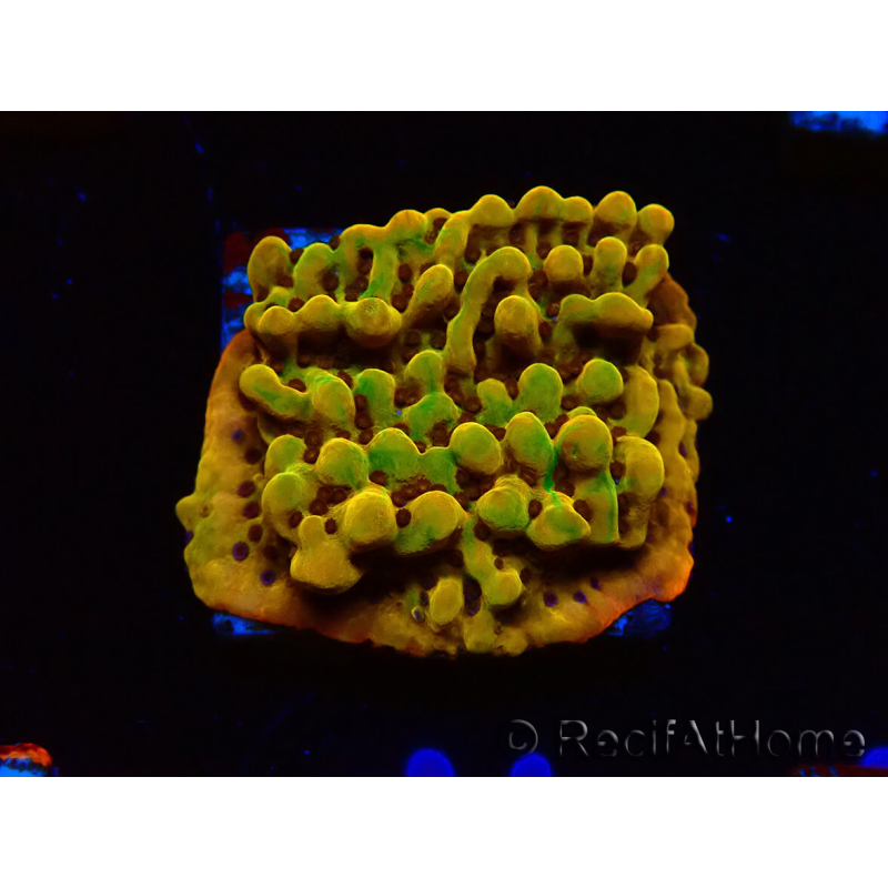 WYSIWYG RAH Montipora Passion Fruit