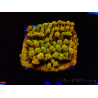 WYSIWYG RAH Montipora Passion Fruit