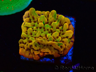 WYSIWYG RAH Montipora Passion Fruit 11J6