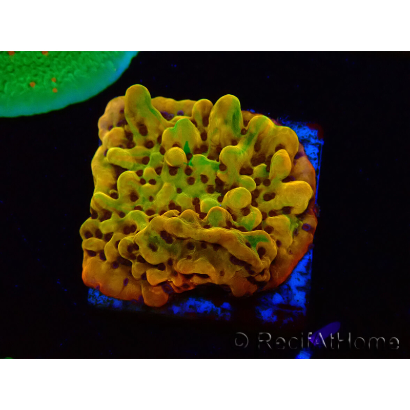 WYSIWYG RAH Montipora Passion Fruit