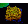 WYSIWYG RAH Montipora Passion Fruit