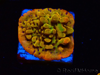 WYSIWYG RAH Montipora Passion Fruit
