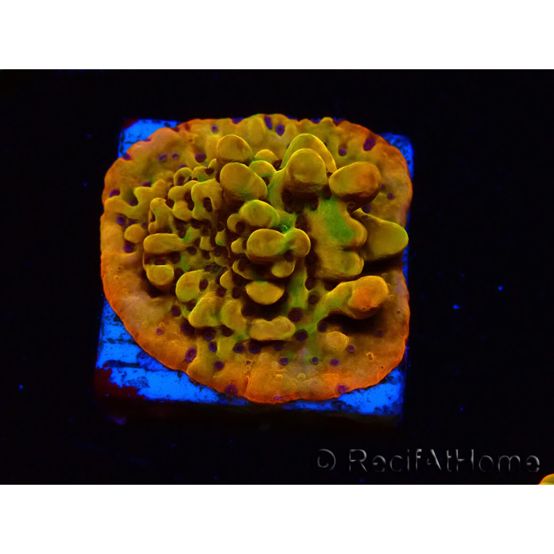 WYSIWYG RAH Montipora Passion Fruit