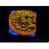 WYSIWYG RAH Montipora Passion Fruit
