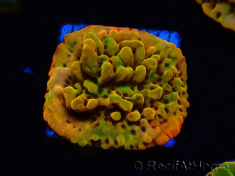 WYSIWYG RAH Montipora Passion Fruit