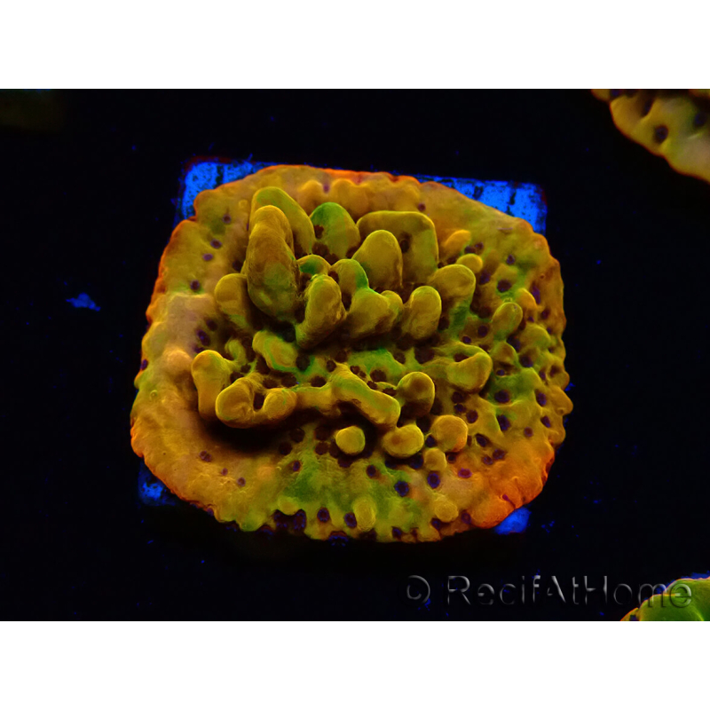 WYSIWYG RAH Montipora Passion Fruit
