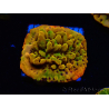 WYSIWYG RAH Montipora Passion Fruit