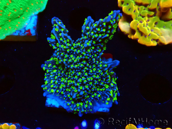 WYSIWYG Montipora hispida Hulk