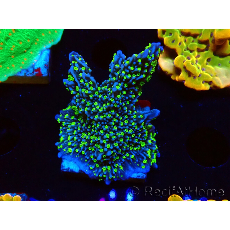 WYSIWYG Montipora hispida Hulk