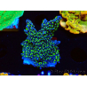 WYSIWYG Montipora hispida Hulk