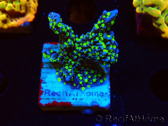 WYSIWYG Montipora hispida Hulk 11K2