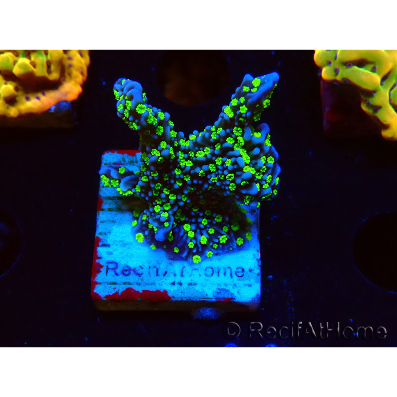 WYSIWYG Montipora hispida Hulk 11K2