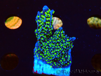WYSIWYG Montipora hispida Hulk