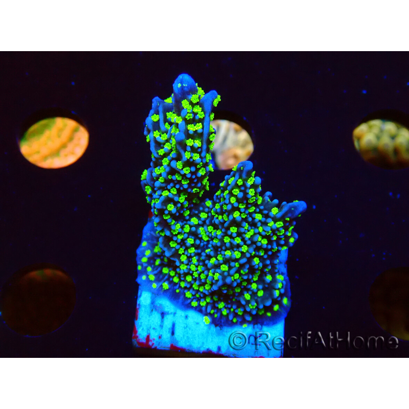 WYSIWYG Montipora hispida Hulk 11K3