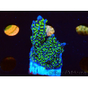 WYSIWYG Montipora hispida Hulk 11K3