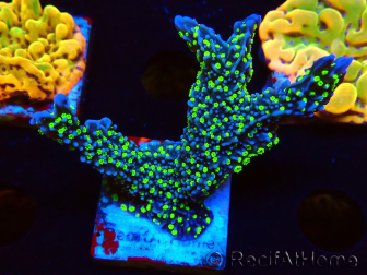 WYSIWYG Montipora hispida Hulk 11K4