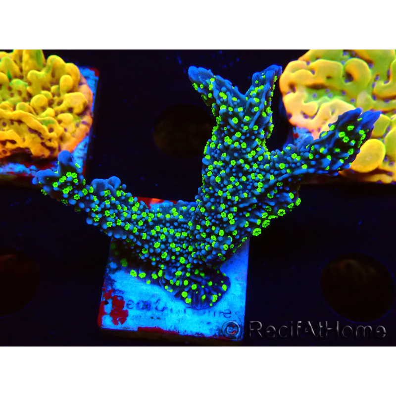 WYSIWYG Montipora hispida Hulk 11K4