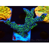 WYSIWYG Montipora hispida Hulk 11K4