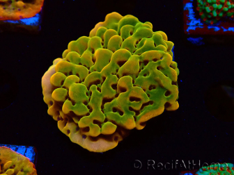 WYSIWYG RAH Montipora Orange Punch