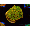 WYSIWYG RAH Montipora Orange Punch 11K5