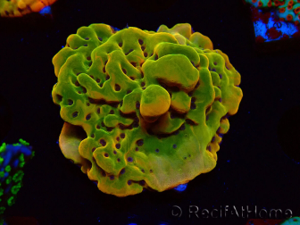 WYSIWYG RAH Montipora Orange Punch