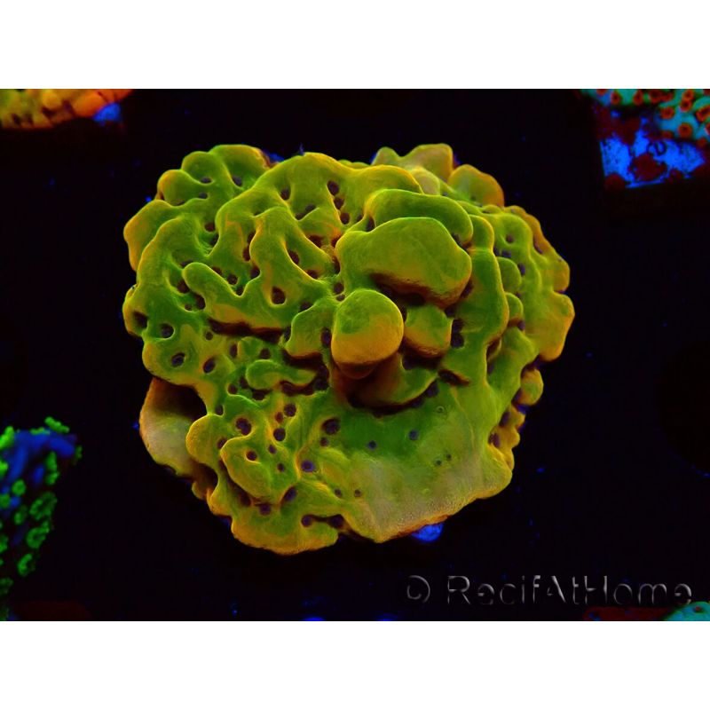 WYSIWYG RAH Montipora Orange Punch