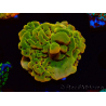 WYSIWYG RAH Montipora Orange Punch