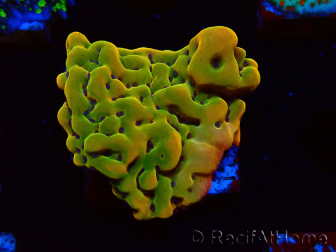WYSIWYG RAH Montipora Orange Punch 11K7